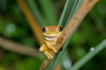 Natal Forest Tree Frog (Leptopelis natalensis)