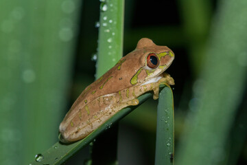 Natal Forest Tree Frog (Leptopelis natalensis)