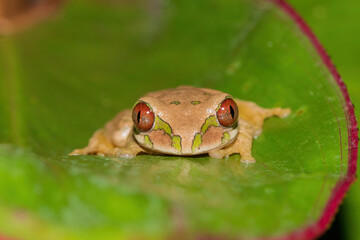 Obraz premium Natal Forest Tree Frog (Leptopelis natalensis)