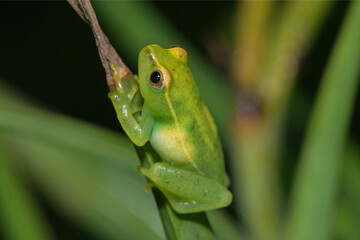 Water Lily Reed Frog (Hyperolius pusillus)