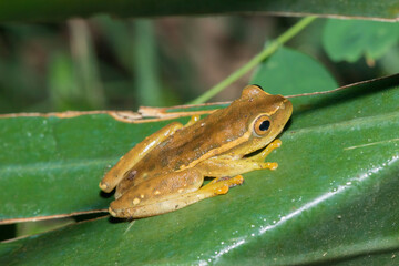 Yellow-striped Reed Frog (Hyperolius semidiscus)	