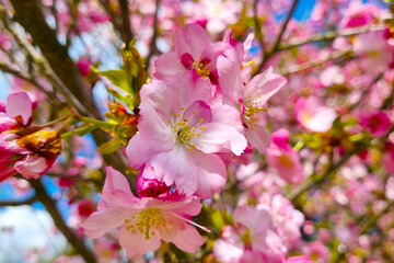 Close-up of a cherry or apple blossom branch in the garden in spring.