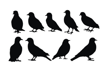Pigeon silhouette vector collection on a white background. Beautiful Pigeon sitting peacefully silhouette set design. Bird standing and sitting. Fowl black and white silhouette vector bundle.
