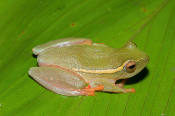 Yellow-striped Reed Frog (Hyperolius semidiscus)	