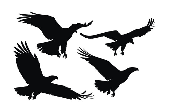Eagle flying silhouette bundle design. Wild eagle vector design on a white background. Big bird in different positions silhouette collection. Wild eagle flying silhouette set vector.