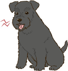 怒るシュナウザー（黒）