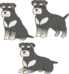 色々な姿勢のシュナウザー（ブラックアンドシルバー）