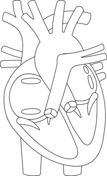 Structure of Human Heart. Black and white illustration (outline).