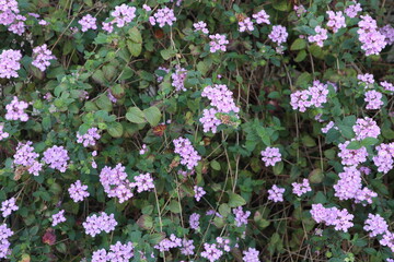 Exquisite Floral Growth Amidst Natures Beauty.
