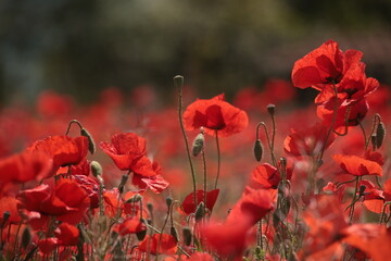 Poppies in a Field in Provence, France