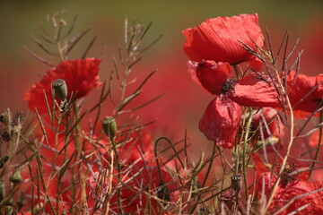 Poppies in a Field in Provence, France