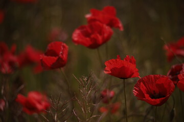 Poppies in a Field in Provence, France