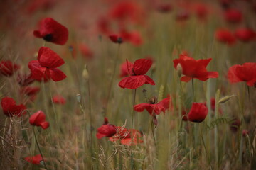 Poppies in a Field in Provence, France