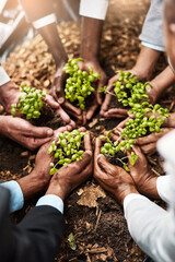 Naklejka na ściany i meble Plants, hands and teamwork of people gardening, agriculture or sustainable startup, group support and business growth. Palm, plant and person in circle of nonprofit, sustainability and soil on ground