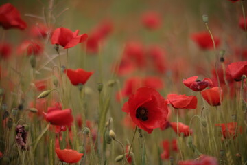 Poppies in a Field in Provence, France