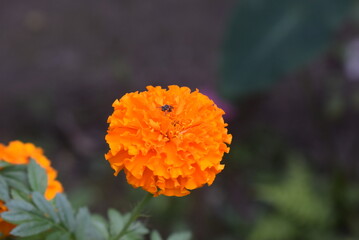Marigold Flower