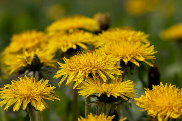 yellow blooming dandelions in the spring season