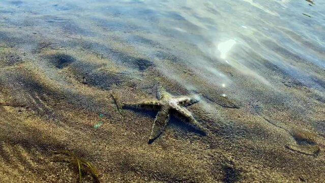 A starfish crawls along the bottom of the sea in search of food at low tide