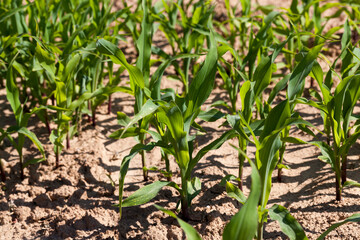 small green corn sprouts in the summer