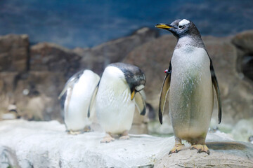 Gentoo penguin (pygoscelis papuea)