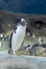 Fototapeta premium Gentoo penguin (pygoscelis papuea)