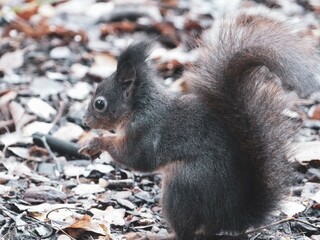 Eichhörnchen