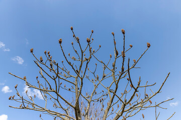 sumac tree in sunny weather in early spring