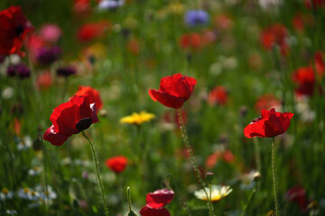 Flowers at the Biblioteca degli Alberi, Milan, Italy