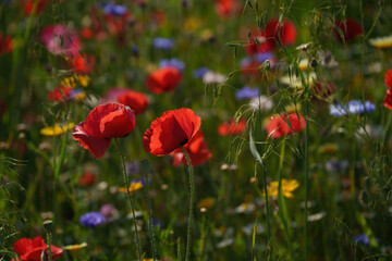 Fototapeta premium Flowers at the Biblioteca degli Alberi, Milan, Italy