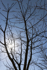 red oak tree in sunny weather in early spring