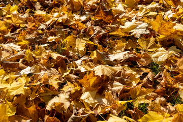 Orange maple foliage lies on the ground
