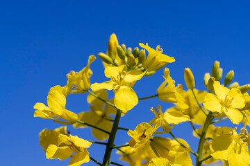 beautiful blooming rapeseed flowers in spring