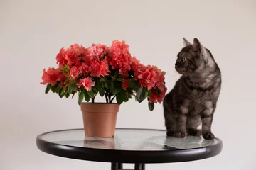 Wall murals Azalea Blooming pink azalea in a flower pot and a gray cat on the table.