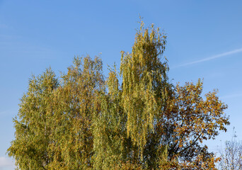 Autumn season in the park, the foliage