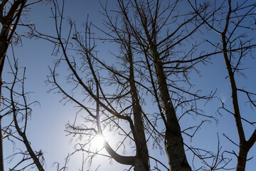 maple tree in sunny weather in early spring