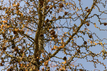 Fototapeta premium larch tree in sunny weather in early spring