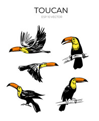 Toucan vector sketch illustration. Set of hand drawn tropical bird. Black outline, shape