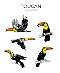 Toucan vector sketch illustration. Set of hand drawn tropical bird. Black outline, shape © aksol
