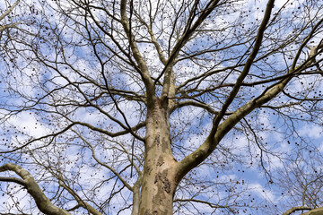 a tall sycamore tree with branches without foliage