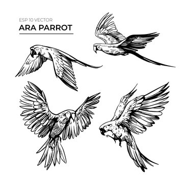 Ara parrot sketch. Vector illustration. Set of design elements isolated on transparent background