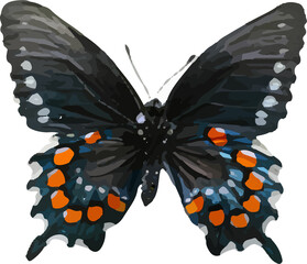 butterfly