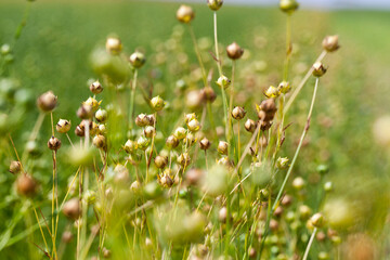 an agricultural field where flax is grown, the cultivation of flax