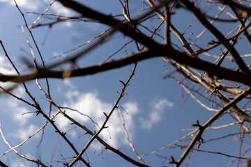 apple tree in sunny weather in early spring