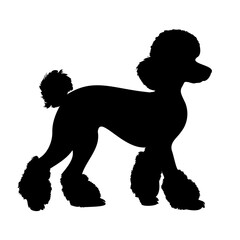 Walking Poodle dog silhouette isolated on a white background. Vector illustration