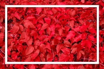 Red  leaf texture White frame Leaf texture background	