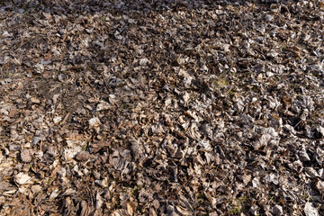 old leaves fallen in autumn on the ground in the spring season