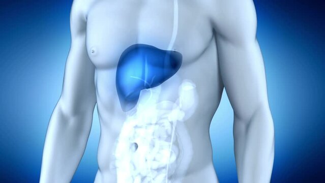 body anatomy in blue