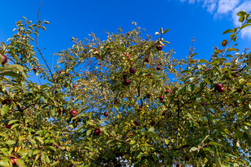 Fototapeta na wymiar Ripe apples hang on the branches of a tree in the autumn season