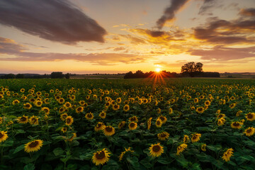Sonnenblumenfeld