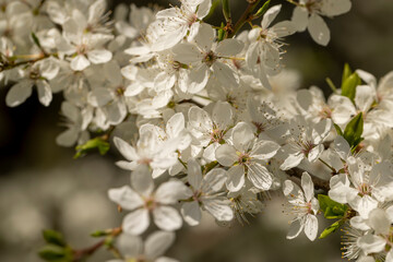 white cherry blossoms in the spring season, beautiful cherry